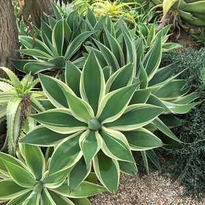 The variegated Foxtail Agave can reach a height of 5' and forms beautiful, soft green, spineless ros