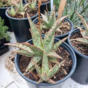 A decorative dwarf aloe hybrid that grows up to 1 foot tall and 8-12 inches wide. With its textured,