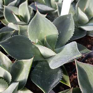 A new agave from Rancho Tissue Technologies cultured after being chosen from thousands seedlings. Im