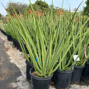 A towering succulent native to southern Mexico, notable for its long life cycle and dramatic form. B