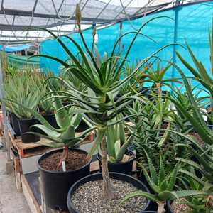 Aloe pluridens, also known as the French Aloe, is a very attractive, slender tree aloe which bears g