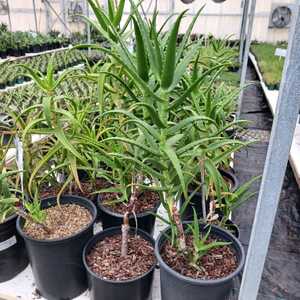 Aloe kedongensis is a medium-large sized, Kenyan aloe with bright green, narrow, toothy, somewhat re