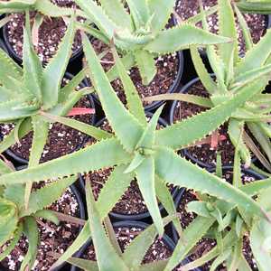 A mid-sized clustering aloe, features upwardly inclined gray-green leaves reaching around 3 feet in 