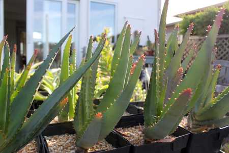 This Aloe arborescens and Aloe ferox hybrid stands out because of its rich tangerine-orange buds tha