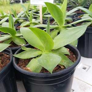 A rarity amongst agaves a due to a lack of spines. This defenseless agave works well in shady and hi