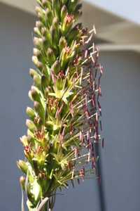 If you need a 'tropical' looking agave then you've found a match! Agave chiapensis is a medium-sized