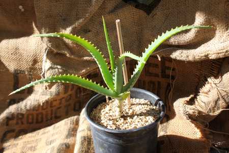 A beautiful, medium size, shrubby aloe with bi-color blooms and a trailing stem up to 1 meter long w