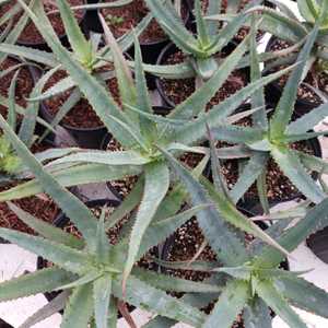 hybrid.  Mid sized aloe  dark orange flowers in winter with green leaves turning to deep red in the 