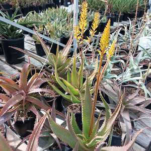 From Uganda, this Aloe has clumping, upright clusters of elongated succulent stems that elongate to 