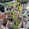 From Uganda, this yellow flowered Aloe has clumping, upright clusters of elongated succulent stems t