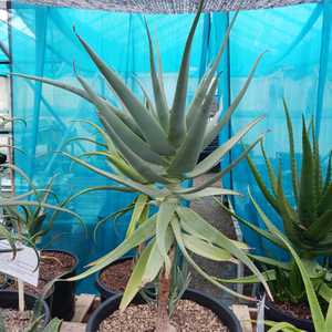 Aloe speciosa is a generally single-stemmed, tall succulent growing up to 10 feet (3 m) that carries