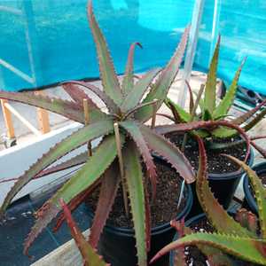 Aloe cameronii (Red Aloe) is a medium-sized suckering aloe with many upright stems of open rosettes 