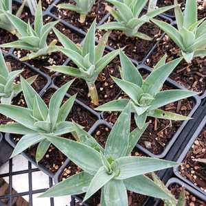 A moderately sized Agave attenuata hybrid, forming rosettes reaching 2 feet in height and 6 to 8 inc