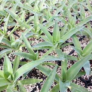 Agave 'Blue Flame' are visually impressive with their distinctive blue-green leaves that gracefully 