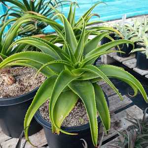 Solitary growth habit with a rosette spanning 3-4 feet wide. Its dark green leaves, measuring 2 feet