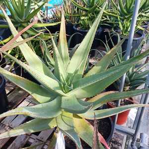 Aloe thraskii is wonderful feature plant that is tall and robust, with enormous olive green leaves t