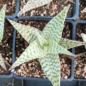 A hybrid Aloe created by Kelly Griffin, using the genetics of Aloe deltoideodonta. Its compact roset