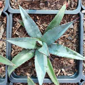 Agave 'Little Shark' is a hybrid featuring compact, symmetrical rosettes of blue-green leaves edged 