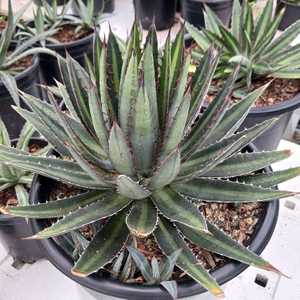 The variegated form of Agave Funkiana - 'Fatal Attraction' features narrow dark green leaves with a 