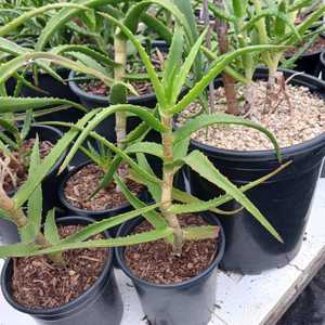 Aloe kedongensis is a medium-large sized, Kenyan aloe with bright green, narrow, toothy, somewhat re