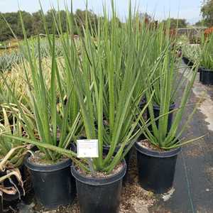 A towering succulent native to southern Mexico, notable for its long life cycle and dramatic form. B