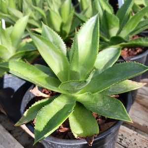 If you need a 'tropical' looking agave then you've found a match! Agave chiapensis is a medium-sized