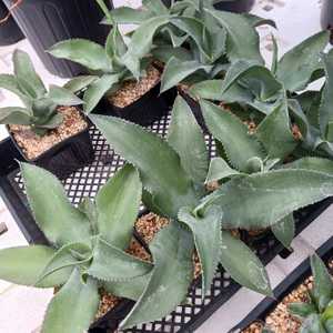 Grows 2 to 3 feet, forms a single open rosette of wavy gray colored leaves.