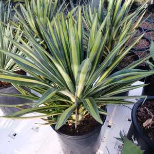 A medium sized widely suckering agave to 4 to 6 feet tall by 6 to 7 feet wide with long stiff narrow