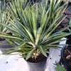 A medium sized widely suckering agave to 4 to 6 feet tall by 6 to 7 feet wide with long stiff narrow