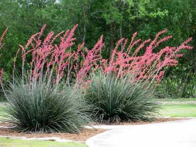 Hesperaloe parviflora is a hummingbird's favorite that produces tall spikes of reddish-pink flowers 