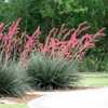 Hesperaloe parviflora is a hummingbird's favorite that produces tall spikes of reddish-pink flowers 