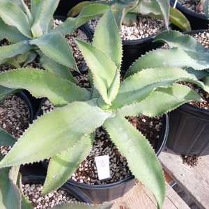 Grows 2 to 3 feet, forms a single open rosette of wavy gray colored leaves.