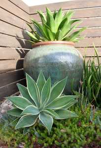 The variegated Foxtail Agave can reach a height of 5' and forms beautiful, soft green, spineless ros