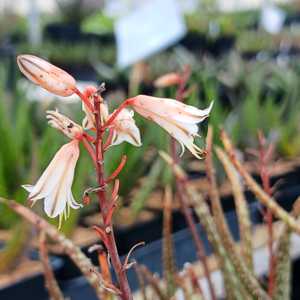 A petite, stemless succulent forming small clusters. Its narrow, dark green leaves, marked with whit