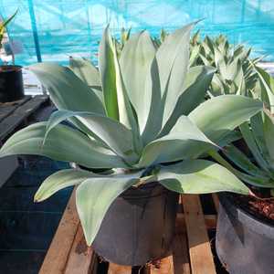 A beautiful, nearly spineless, native of Mexico with wide blue-green, recurved leaves which grows 2-