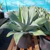 A beautiful, nearly spineless, native of Mexico with wide blue-green, recurved leaves which grows 2-