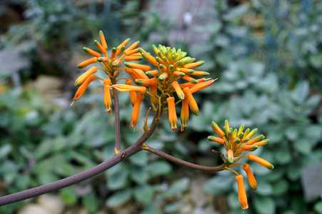 Commonly grown, Aloe vanbalenii is one of the most beautiful and distinctive aloes, with its long, t