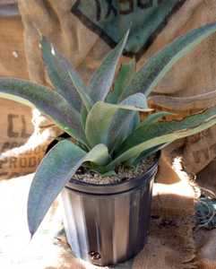 A gorgeous, fast-growing, rosette-forming plant up to 6 feet wide that flushes deep magenta in respo