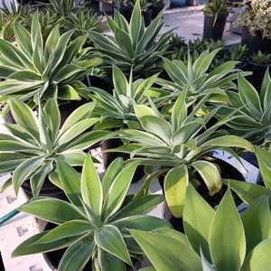 The variegated Foxtail Agave can reach a height of 5' and forms beautiful, soft green, spineless ros