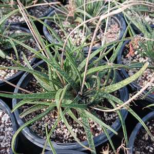 A small, stemless succulent native to Madagascar known for its clumping growth habit, dark green lea