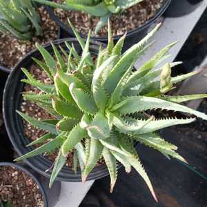 A vigorous, tight-clumping aloe, reaching 18 inches tall by 2 feet wide, with narrow upright gray-bl