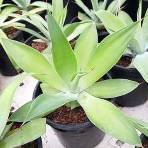 A beautiful, nearly spineless, native of Mexico with wide blue-green, recurved leaves which grows 2-