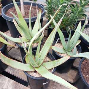 A medium-sized, mostly stemless plant. Aloe elegans grows 18-24 inches tall, featuring open rosettes