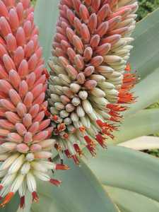 Aloe speciosa is a generally single-stemmed, tall succulent growing up to 10 feet (3 m) that carries