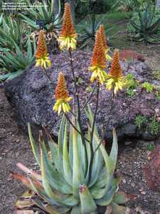 This plant is one of the most beautiful and showy of the South African species of Aloe. Aloe cryptop