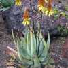 This plant is one of the most beautiful and showy of the South African species of Aloe. Aloe cryptop