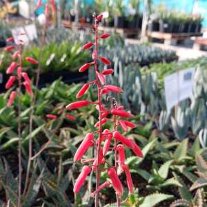 Small-sized Aloe hybrid with cherry red flowers. Perfect for use in patio pots where it's intricate 