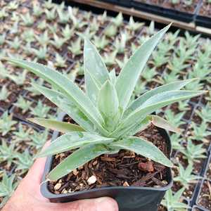 A moderately sized Agave attenuata hybrid, forming rosettes reaching 2 feet in height and 6 to 8 inc