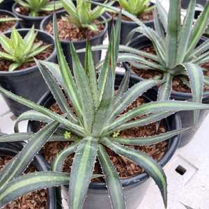 The variegated form of Agave Funkiana - 'Fatal Attraction' features narrow dark green leaves with a 