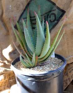 This Aloe arborescens and Aloe ferox hybrid stands out because of its rich tangerine-orange buds tha